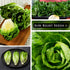Packet (2) Sow Right Seeds - Little Gem Lettuce Seeds for Planting - Non-GMO Heirloom with Instructions to Plant a Home
