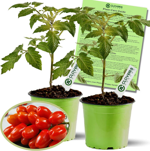 Clovers Garden Juliet Tomato Plants- Two (2) Live Plants Non-GMO - Not