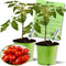 Clovers Garden Juliet Tomato Plants- Two (2) Live Plants Non-GMO - Not