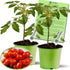 Clovers Garden Juliet Tomato Plants- Two (2) Live Plants Non-GMO - Not