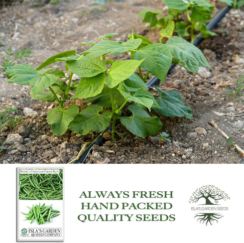 50+ Summer Burpee Stringless Green Bean Seeds (Phaseolus vulgaris) Non-GMO Heirloom Seeds by Islas Garden Seeds, Crisp