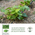 50+ Summer Burpee Stringless Green Bean Seeds (Phaseolus vulgaris) Non-GMO Heirloom Seeds by Islas Garden Seeds, Crisp