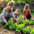20,000+ 10 Lettuce Seeds, Heirloom Vegetable Seed for Planting Indoor Outdoor, Varieties of Fresh Salad Greens