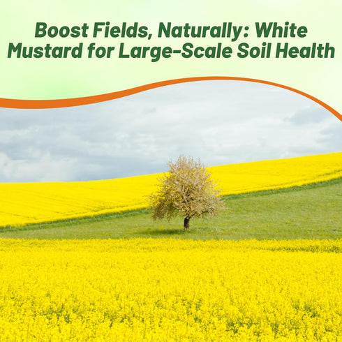 5 lb Outsidepride White Mustard Seeds for Planting - Annual Cover Crop Seeds w/Deep Root System, High Protein Forage