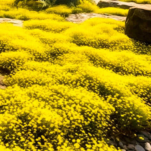 14000+Creeping Thyme Seeds for Planting Outdoor-Ground Cover Magic Carpet Thymus Serpyllum Cover Herb Plant Plant