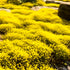 14000+Creeping Thyme Seeds for Planting Outdoor-Ground Cover Magic Carpet Thymus Serpyllum Cover Herb Plant Plant