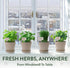 4 HOME GROWN Herb Garden Planter Indoor Kit Unique Christmas Gift for Adults, Men, & Women - Grow Heirloom Herb Seeds