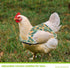 NeoBusy 3 Pack Chicken Saddles with Buckle Straps - Adjustable Hen Aprons for Hens, Secure & Easy-On Chicken Vest