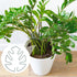 BOXOB 2pcs Monstera Leaf Plant Support, Metal Climbing Plant Stem Supports Monstera Shaped Plant Stand Ring Houseplant