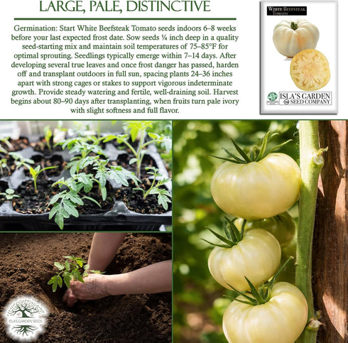 50+ 8090 White Beefsteak Tomato Seeds (Solanum lycopersicum) Heirloom Non-GMO Seeds by Islas Garden Seeds, Large Pale