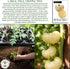 50+ 8090 White Beefsteak Tomato Seeds (Solanum lycopersicum) Heirloom Non-GMO Seeds by Islas Garden Seeds, Large Pale