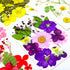 92 Pcs Purple Dried Pressed Flowers Real Natural Leaves Petals for DIY Resin Candle Jewelry Nail Crafts