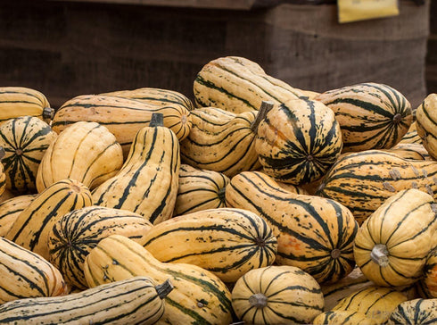 Seedville 50 Delicata Squash Striped Sweet Potato Cucurbita Pepo Vegetable Seeds