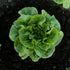 19.3 oz. 4-pack Bonnie Plants Green Romaine Lettuce
