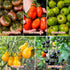 10 Packet Heirloom Tomato Seed Varieties - Non-GMO, Open Pollinated Seeds for Planting Home Garden - Beefsteak, Roma