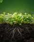 1 FoxFarm Cultivation Nation pH Down for Plants Nutrient Solutions - Formulated with Citric Acid for Adjustment - Ideal