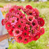 1 oz 3, 4, 5, 6, 7, 8, 9, 10 Eden Brothers Zinnia Seeds - Salmon Queen, Non-GMO Seeds for Planting, | Low-Maintenance