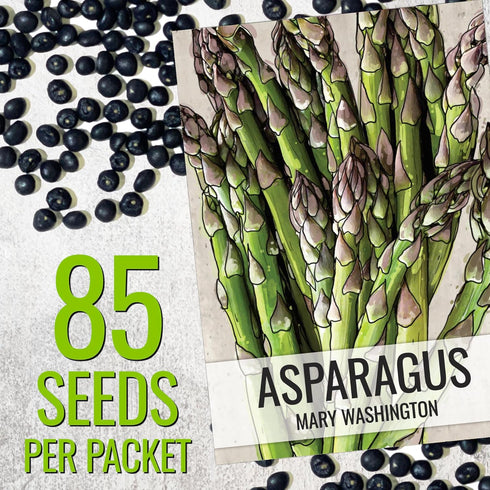 (5 Packs) Seed Needs Asparagus Seeds for Planting Mary Washington Asparagus - Non-GMO Heirloom & Untreated Perennial