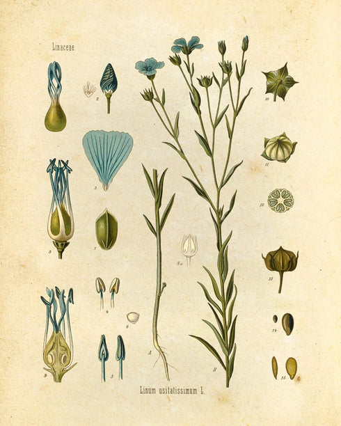 Ink Inc. Botanical Prints Wildflower Prints - Set of 6-8x10 - Unframed