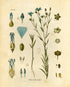 Ink Inc. Botanical Prints Wildflower Prints - Set of 6-8x10 - Unframed