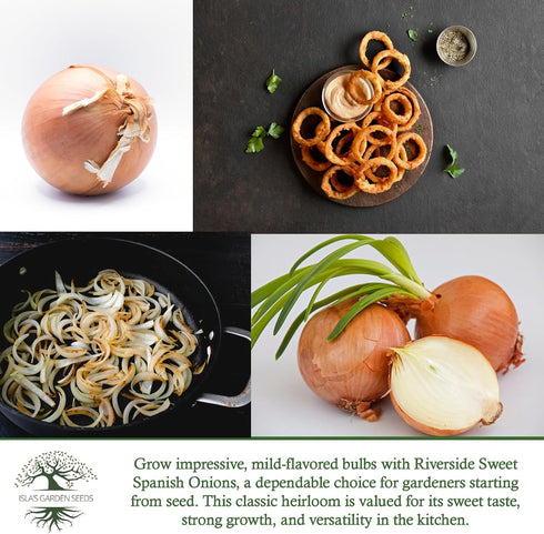 300+ Bulbs Riverside Sweet Spanish Onion Seeds (Allium cepa) Heirloom Non-GMO Seeds by Islas Garden Seeds, Large Mild