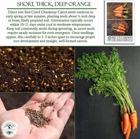 1000+ Red Cored Chantenay Carrot Seeds (Daucus carota) Heirloom Non-GMO Seeds by Islas Garden Seeds, Also Known as