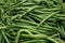 Hometown Seeds Blue Lake Pole Bean Seeds - Non-GMO - 2 ounces, approximately 175