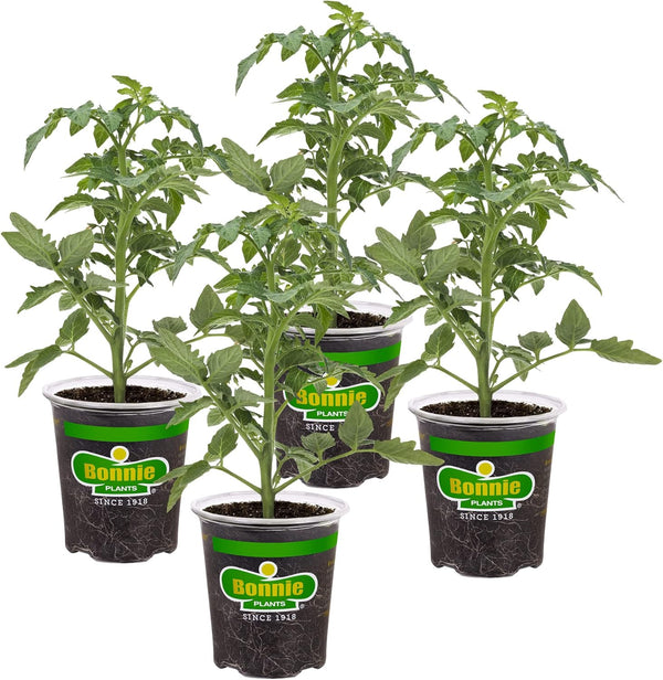 Bonnie Plants Better Boy Tomato: 4 Pack Live Vegetable Plants, Disease Resistant,