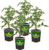 Bonnie Plants Better Boy Tomato: 4 Pack Live Vegetable Plants, Disease Resistant,