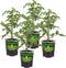 Bonnie Plants Big Beef Tomato 19.3 oz. 4-pack