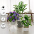NQW 5 Pack Heavy Duty Rustproof Iron Flower Pot Stand Holder Indoor Outdoor Pot Stand Rack Decorative Round Flower