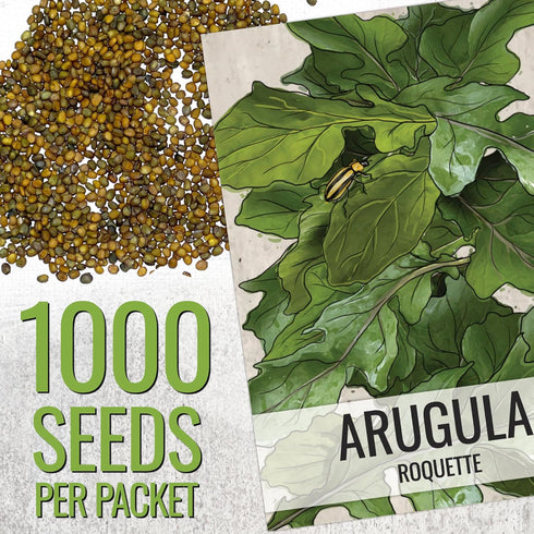 (5 Packs) Seed Needs Arugula Seeds for Planting Roquette/Rocket - Non-GMO Heirloom & Untreated - Grow an Outdoor