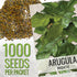 (5 Packs) Seed Needs Arugula Seeds for Planting Roquette/Rocket - Non-GMO Heirloom & Untreated - Grow an Outdoor