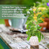 OYOEETD 17.5 Inch Plant Trellis Indoor for Climbing Plants,Metal Trellis,Small Garden Trellis for Potted Plants,Plant