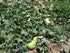 10 Asian Vegetable Seeds "Calabash Round" Edible Bottle Gourd Gaguava Bean, Opo, Lauki