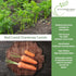 1000+ Red Cored Chantenay Carrot Seeds (Daucus carota) Heirloom Non-GMO Seeds by Islas Garden Seeds, Also Known as