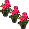 Live Flowering Zonal Geraniums - Salmon (3 Plants Per Pack) - Beautiful