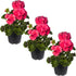 Live Flowering Zonal Geraniums - Salmon (3 Plants Per Pack) - Beautiful