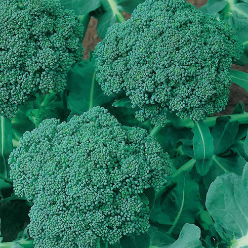 29 (1 Lb) Waltham Broccoli Seeds | Non-GMO Bulk Heirloom Broccoli Seeds for Sprouting, Microgreens, Vegetable