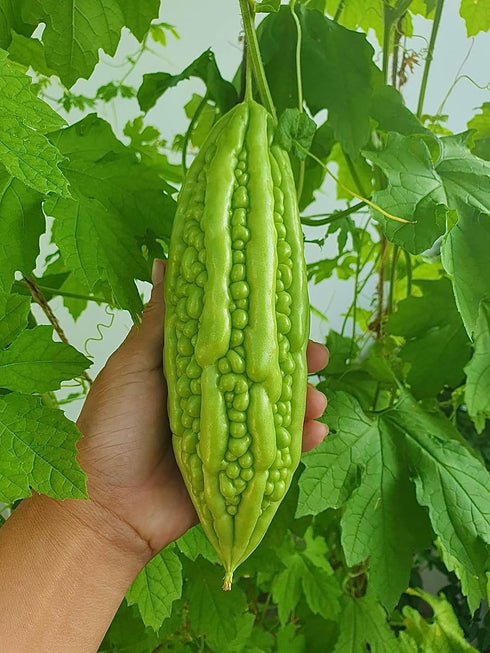 Generic 25 Organic Bitter Melon Seeds for Planting Non-GMO Bitter Gourd Kh Qua M Tri Di Heirloom Ampalaya Seeds