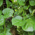 TomorrowSeeds - Giant Malabar Spinach Seeds - 1200+ Count - for 2026