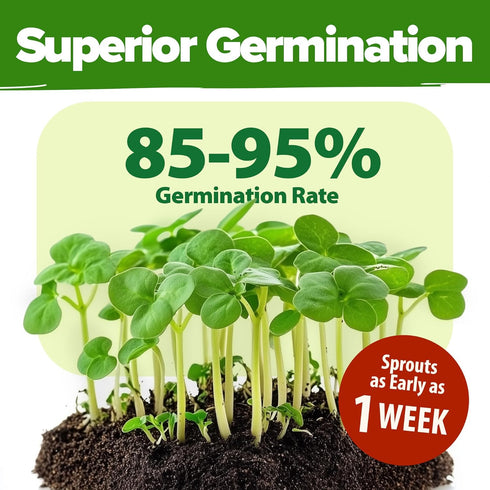 70 32,000+ Set HOME GROWN Variety Vegetable & Herb Seeds USA Non-GMO Heirloom Survival Seeds Garden Kit for Spring