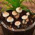 10 Taiyin Pcs Luminous Mushroom Miniature Garden Mushrooms Outdoor Decor Waterproof Glow in The Dark Yard Decor