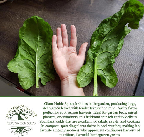 100+ Giant Noble Spinach Seeds (Spinacia oleracea) Heirloom Non-GMO Seeds by Islas Garden Seeds, Large Tender Leaves