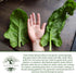 100+ Giant Noble Spinach Seeds (Spinacia oleracea) Heirloom Non-GMO Seeds by Islas Garden Seeds, Large Tender Leaves
