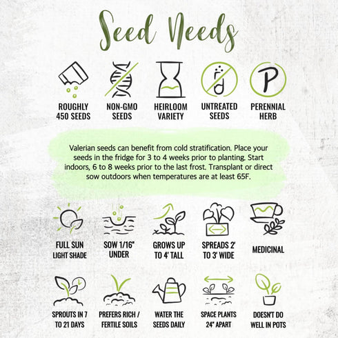 (1 Pack) Seed Needs Valerian Seeds for Planting Stink Root Plants - Non-GMO Heirloom & Untreated Perennial Medicinal