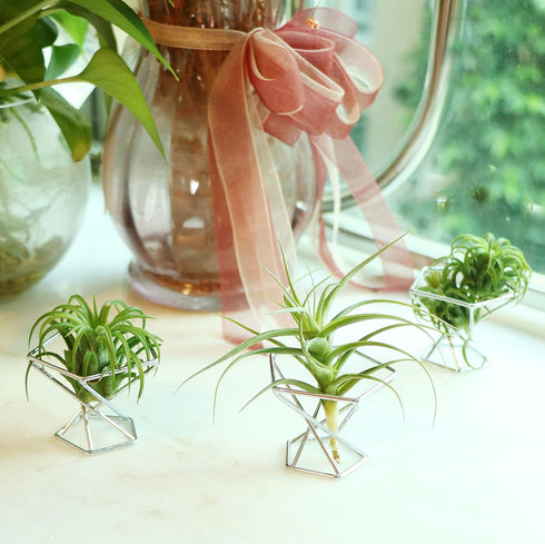 Nwsrayu Himmeli 5pcs) Geometric Air Plant Holder Airplants Rack Metal Plants Stand Planter Shelves Living Decor