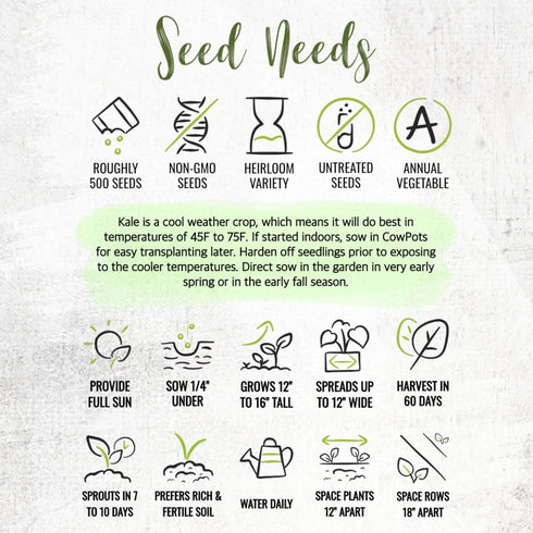 (1 Pack) Seed Needs Kale Seeds for Planting Red Russian Kale Vegetables - Non-GMO Heirloom & Untreated Vegetable Seed