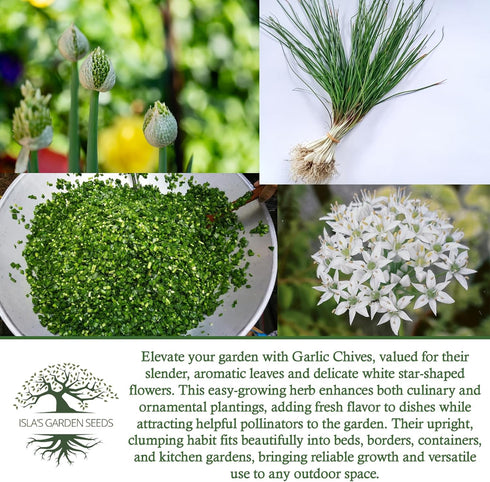200+ Garlic Chives Seeds (Allium tuberosum, Chinese Chives) Non GMO & Heirloom Seeds, by Islas Garden Seeds, Use as