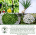 200+ Garlic Chives Seeds (Allium tuberosum, Chinese Chives) Non GMO & Heirloom Seeds, by Islas Garden Seeds, Use as